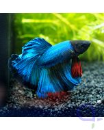 Kampffisch Halfmoon - Blue Red - Betta splendens *22