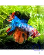 Kampffisch Halfmoon - Nemo - Betta splendens *07