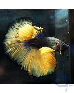 Kampffisch Halfmoon - Gold Blau - Betta splendens *17