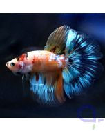 Kampffisch Halfmoon - Koi - Betta splendens *20