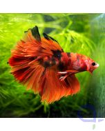 Kampffisch Halfmoon - Orange Nemo - Betta splendens *50