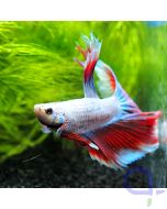 Kampffisch Halfmoon - Lavender - Betta splendens *53