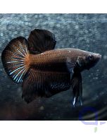 Kampffisch Plakat - Black - Betta splendens *30