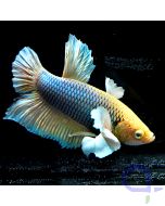 Kampffisch Plakat Dumbo - Golden - Betta splendens *12