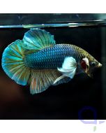 Kampffisch Plakat Dumbo - Blue White - Betta splendens *09