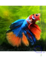 Kampffisch Halfmoon - Blue Nemo - Betta splendens *59