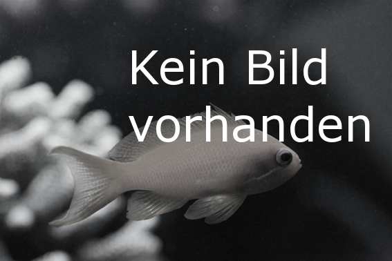 Kampffisch Veiltail - Weiß Blau - Betta splendens