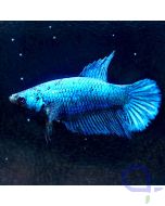 Kampffisch Weibchen blau - Betta splendens