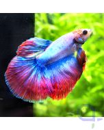 Kampffisch Halfmoon - Red Lavender - Betta splendens