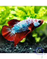 Kampffisch Plakat - Tricolor - Betta splendens *06