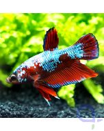 Kampffisch Plakat - Blue Light - Betta splendens *11