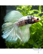 Kampffisch Halfmoon - White Glow - Betta splendens *12