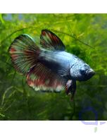 Kampffisch Plakat - Metallic - Betta splendens