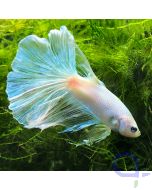 Kampffisch Halfmoon - Opaque White - Betta splendens