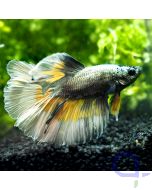 Kampffisch Halfmoon - Silver Gold - Betta splendens *03