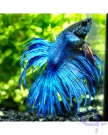 Kampffisch Crowntail - Blue Spike - Betta splendens *19