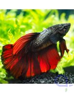 Kampffisch Halfmoon - Blood Red - Betta splendens *27