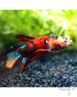 Kampffisch Plakat - Red Nemo - Betta splendens