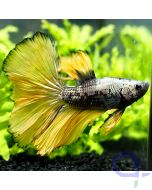 Kampffisch Halfmoon - Special Gold - Betta splendens *21