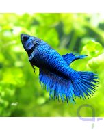 Kampffisch Crowntail Weibchen - Blue Spike - Betta splendens