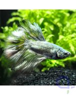 Kampffisch Halfmoon - Metallic - Betta splendens *20