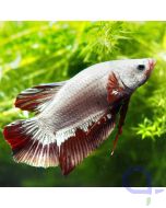 Kampffisch Plakat - Dragon - Betta splendens *17