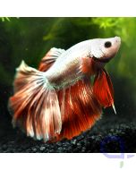Kampffisch Halfmoon - White Red - Betta splendens *09