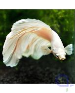 Kampffisch Halfmoon - Brilliant White  - Betta splendens *16