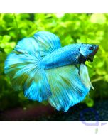 Kampffisch Halfmoon - Metallic Pearl - Betta splendens *25