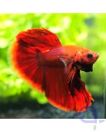 Kampffisch Super Delta - Red - Betta splendens *27