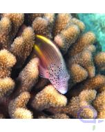 Paracirrhites forsteri Forsters Korallenwächter