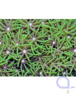 Briareum violaceum (Pachyclavularia violacea) - grüne Röhrenkoralle