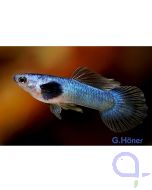 Guppy Panda Blau Männchen - Poecilia reticulata