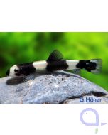 Panda Schmerle - Yaoshania pachychilus 