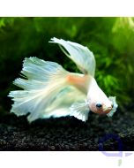 Kampffisch Halfmoon Dumbo - Holy White - Betta splendens