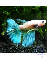 Kampffisch Halfmoon - Blue Light - Betta splendens*1-12