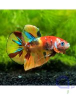 Kampffisch Plakat - Nemo - Betta splendens 