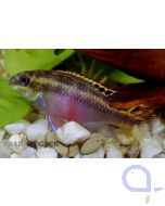 Königscichlide (Purpurprachtbarsch) - Pelvicachromis pulcher 