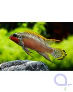 Smaragdprachtbarsch - Pelvicachromis taeniatus 