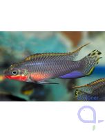 Smaragdprachtbarsch - Pelvicachromis taeniatus 