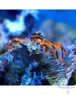 Bild 1 Percnon gibbesi - Felsenkrabbe, Algenfressende Krabbe