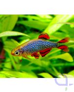 Perlhuhnbärbling - Danio margaritatus