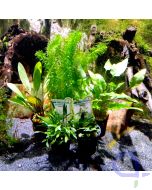 Pflanzenset Aquarium 60