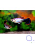 Guppy Männchen Purple - Poecilia reticulata