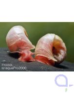 Posthornschnecke rot - Planorbella duryi 