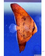 Platax orbicularis - Gewöhnlicher Fledermausfisch - Nachzucht