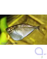 Beilbauch Silber Platin - Thoracocharax securis 