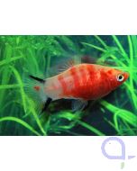 Platy Bleeding Heart - Xiphophorus maculatus