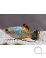 Platy Calico blau-rot - Xiphophorus maculatus