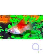 Platy Coral Kohaku - Red Top - Xiphophorus maculatus